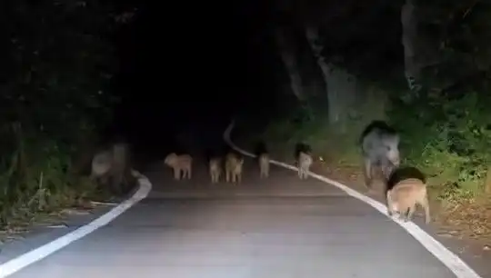 Elazığ'da Domuz Sürüsünün Yola İnişi, Sürücülerde Panik Yarattı!