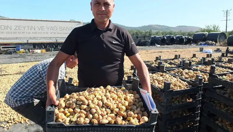Balıkesir'de Balık Hasadı: Çin ve Rusya'ya İhracat Patladı