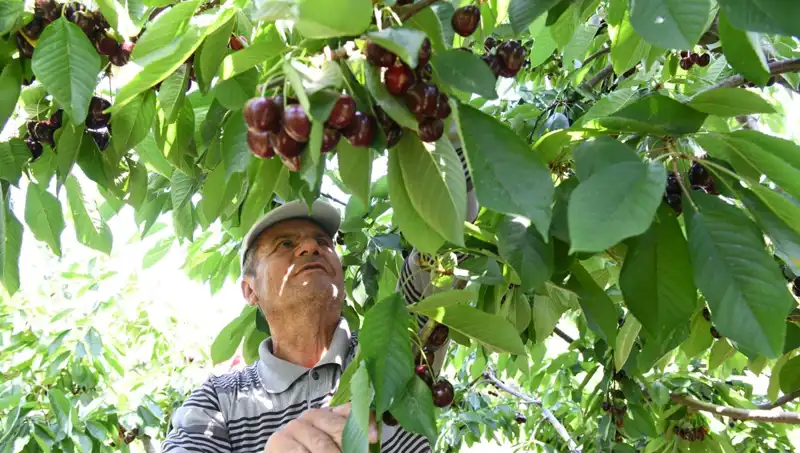 Lapseki Devi: Çay Bardağına Sığmayan Devasa Zeytin Ağaçları