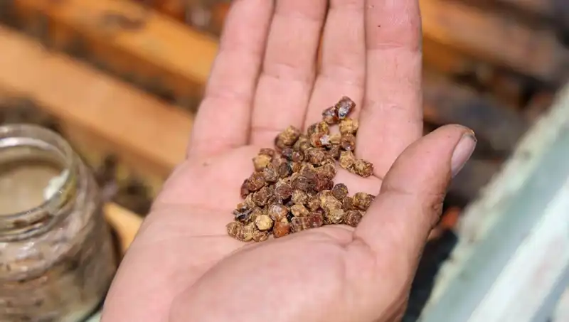Eskiden Çöpe Atılan Besin Şimdi Kilosu 3 Bin TL: Protein Kaynağı Olarak Değer Kazandı
