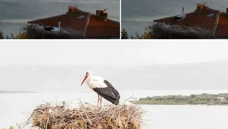 Leylek Yaren, Depremi Önceden Hissedip Uçtu: Doğanın Dili