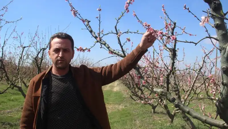 Ani Don Olayı: Çiçek Açan Ağaçları Vurdu!
