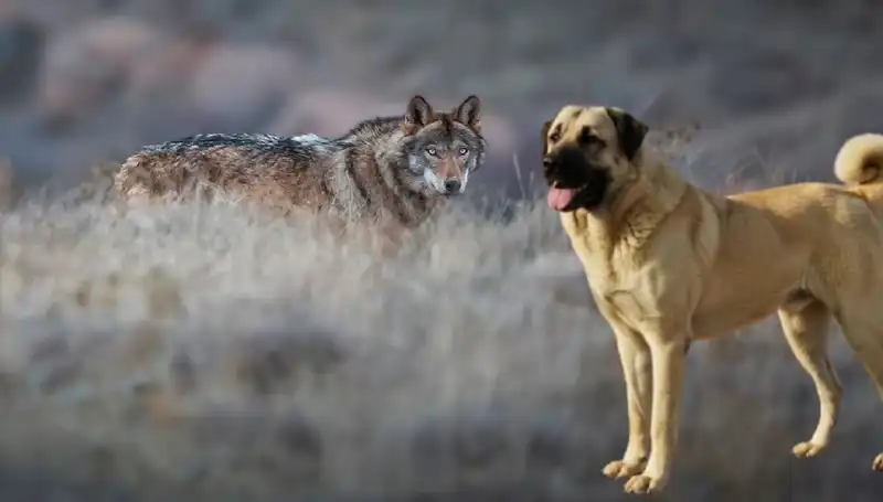 Kangal Köpeği Yetiştiriciliği Artıyor: Nedeni Kurt Popülasyonundaki Artış mı?